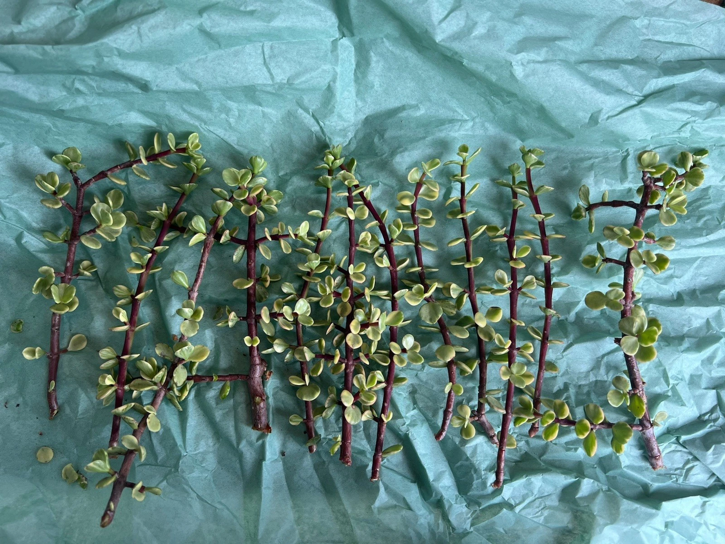 Twelve Fresh Cuttings Portulacaria afra 'Variegata' Variegated Elephant Bush Rainbow Succulent for Propagation