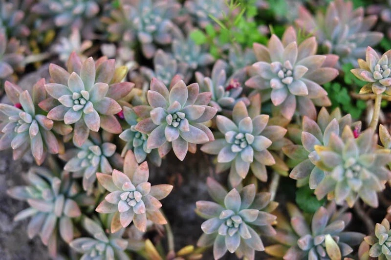 3 Ghost Plant Cuttings – Graptopetalum Paraguayense Succulent Stems, Live Unrooted Cuttings Ready to Root