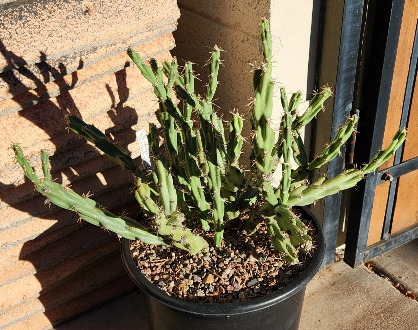 Cholla Cactus Cutting - Unrooted Segment - Thornberi Variety - Cylindropuntia acanthocarpa - Ideal for Planting and Propagation
