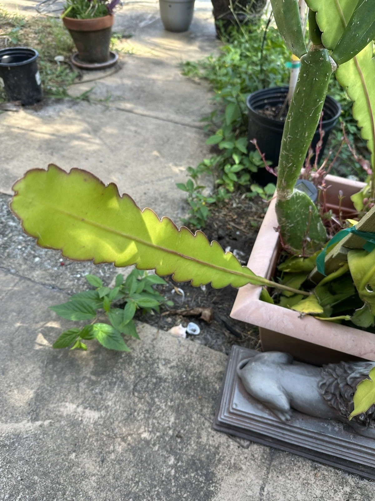 Epiphyllum Hookeri Strictum Cuttings - Unrooted Orchid Cactus Segments - White Fragrant Flowers - Epiphyllum hookeri subsp. strictum