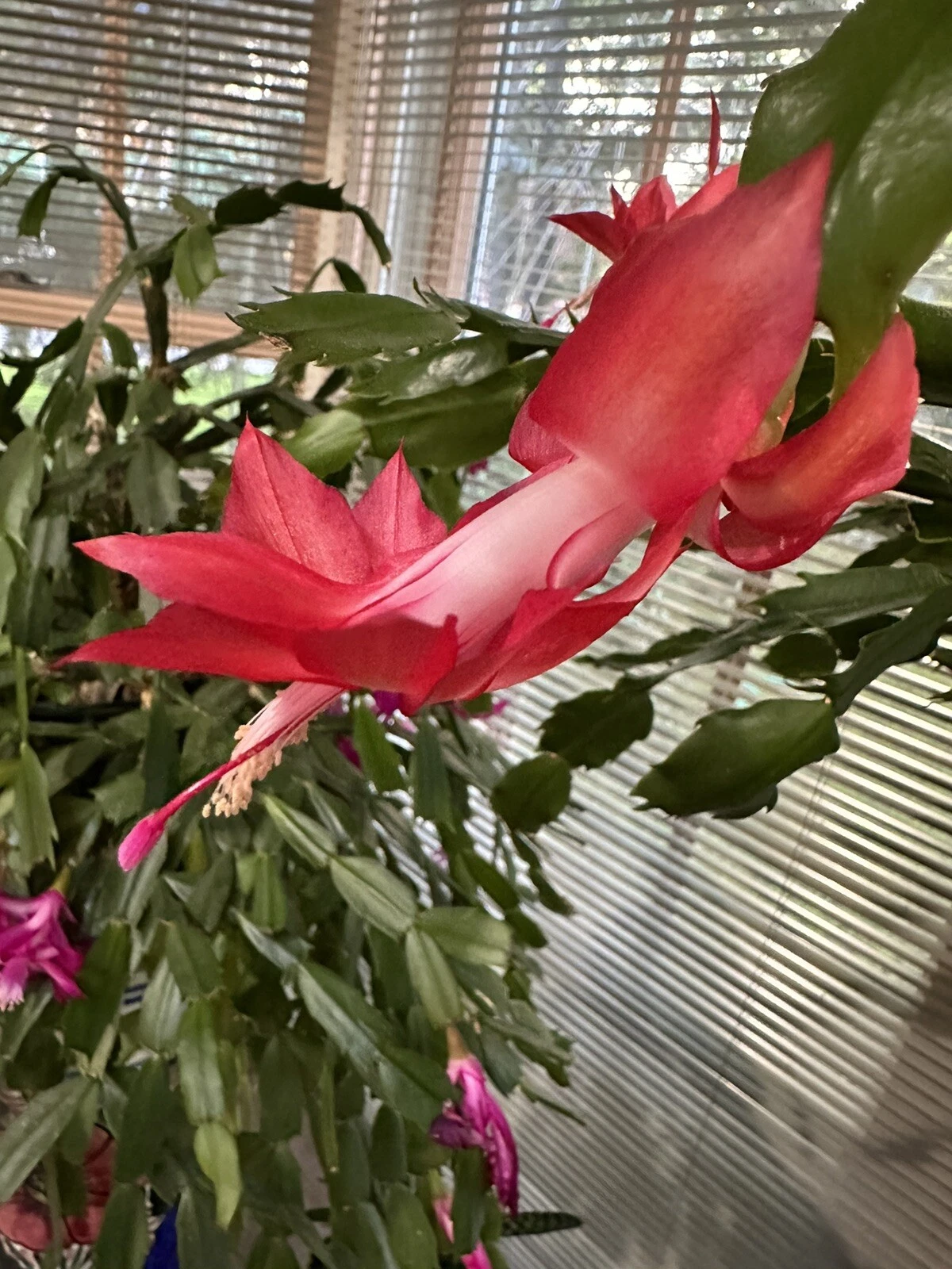 Red Christmas Cactus Cutting - Schlumbergera truncata - Indoor Holiday Cactus Segment for Rooting and Growing