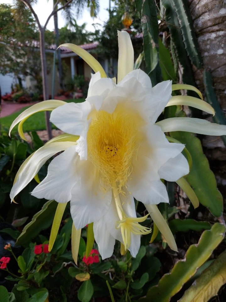 Dragon Fruit Cutting - 8 Inch Unrooted Hylocereus undatus Cactus Vine for Planting - Live Pitaya Propagation Cutting
