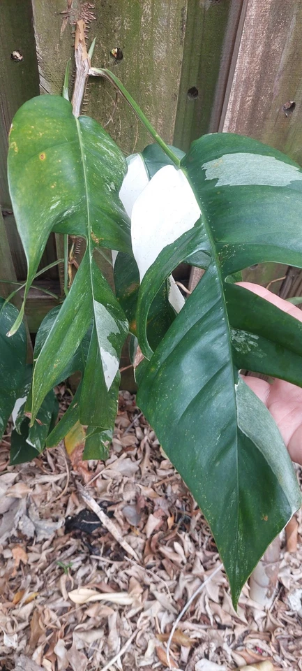 Live Epipremnum Pinnatum Marble Cutting - Variegated Aroid Vine for Indoor Plants & Houseplant Collections - Easy to Root