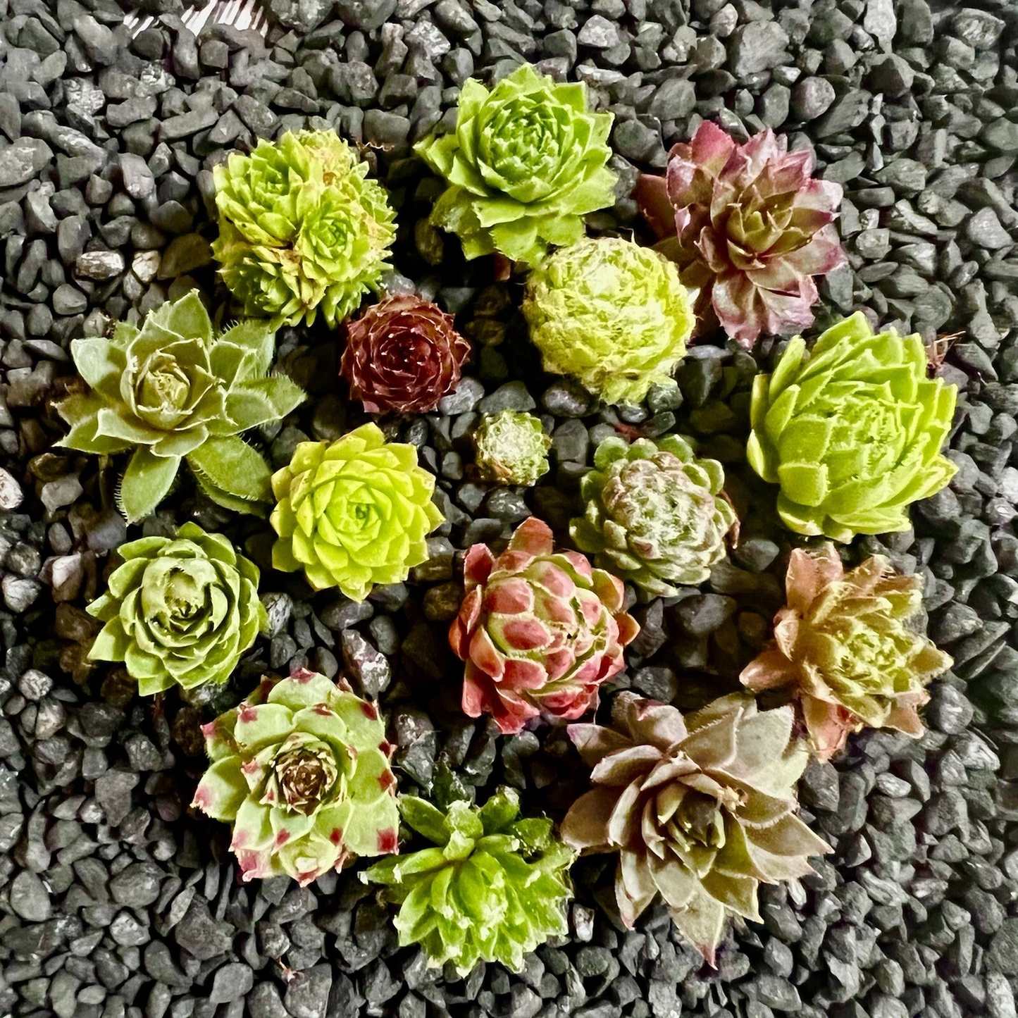 10 Baby Sempervivum Hens & Chicks Set – Hardy Succulents ±1" Mixed Varieties, Sempervivum spp. for Indoor/Outdoor Gardening