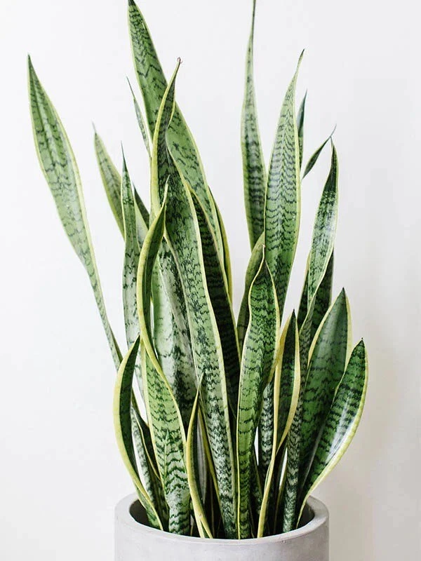 Snake Plant Cuttings - 3 Unrooted Sansevieria Clippings for Propagation - Mother-In-Law's Tongue - Dracaena trifasciata