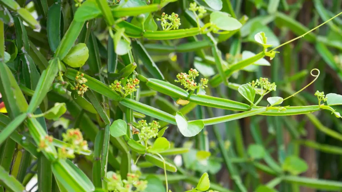 Cissus Quadrangularis Vine Cutting - 12 Inch Unrooted Veldt Grape for Planting - Cissus quadrangularis Starter Stem