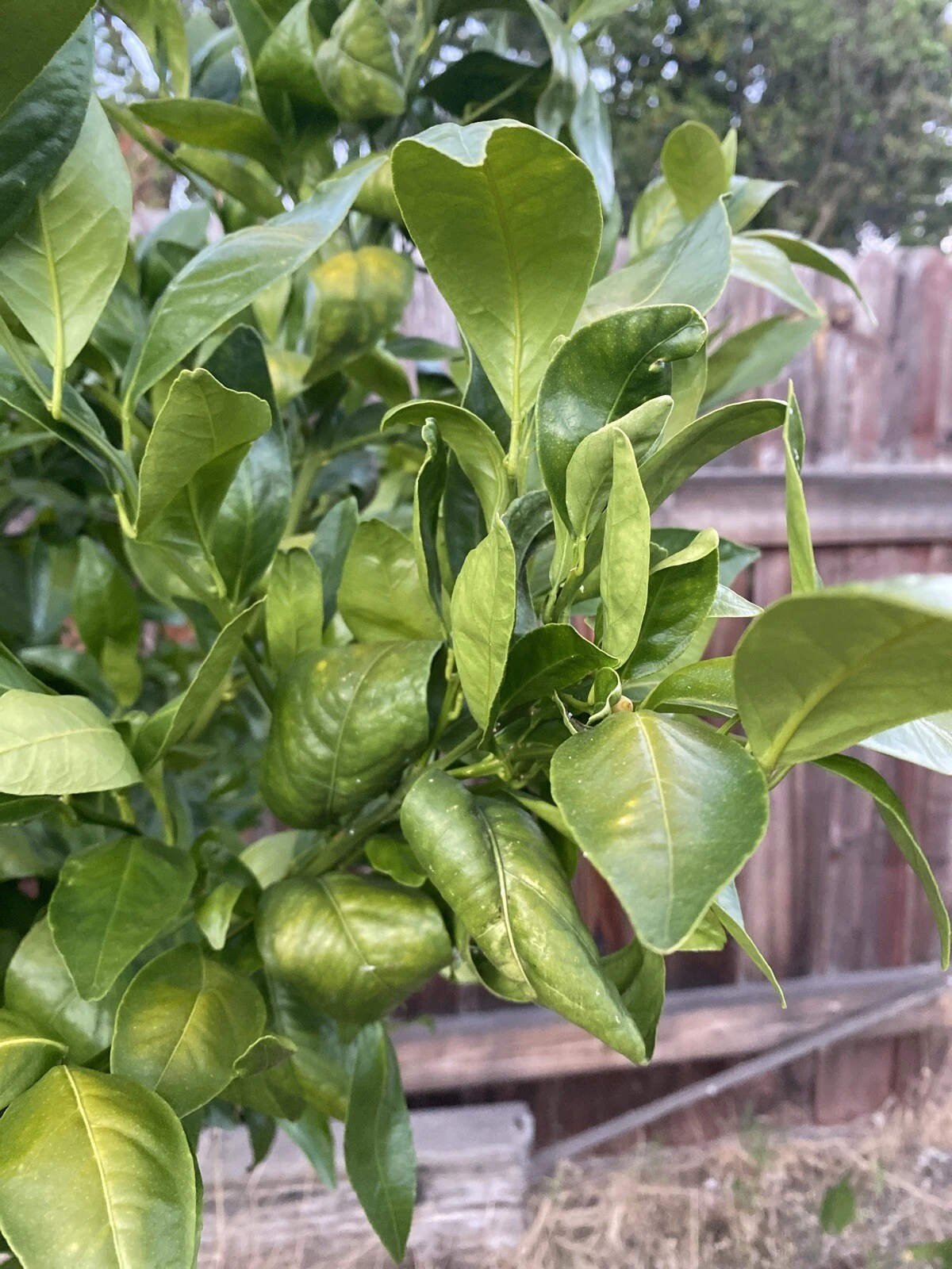 Pixie Mandarin Cuttings - 6 Unrooted Citrus reticulata ‘Pixie’ for Propagation and Grafting