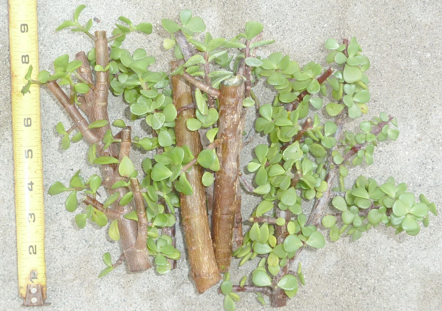 Live Jade Bonsai Cuttings - 5 Unrooted Portulacaria afra with Cork Bark - Elephant Bush Succulent for Propagation