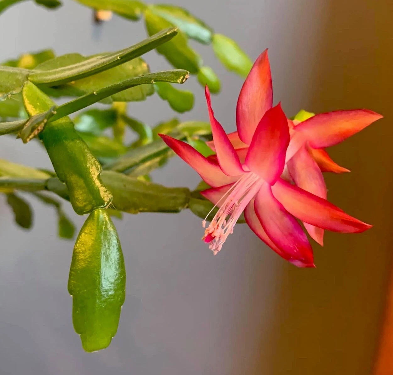 Pink Christmas Cactus Cuttings - 3 Unrooted Live Cuttings - Schlumbergera × buckleyi - Indoor Propagation Plant