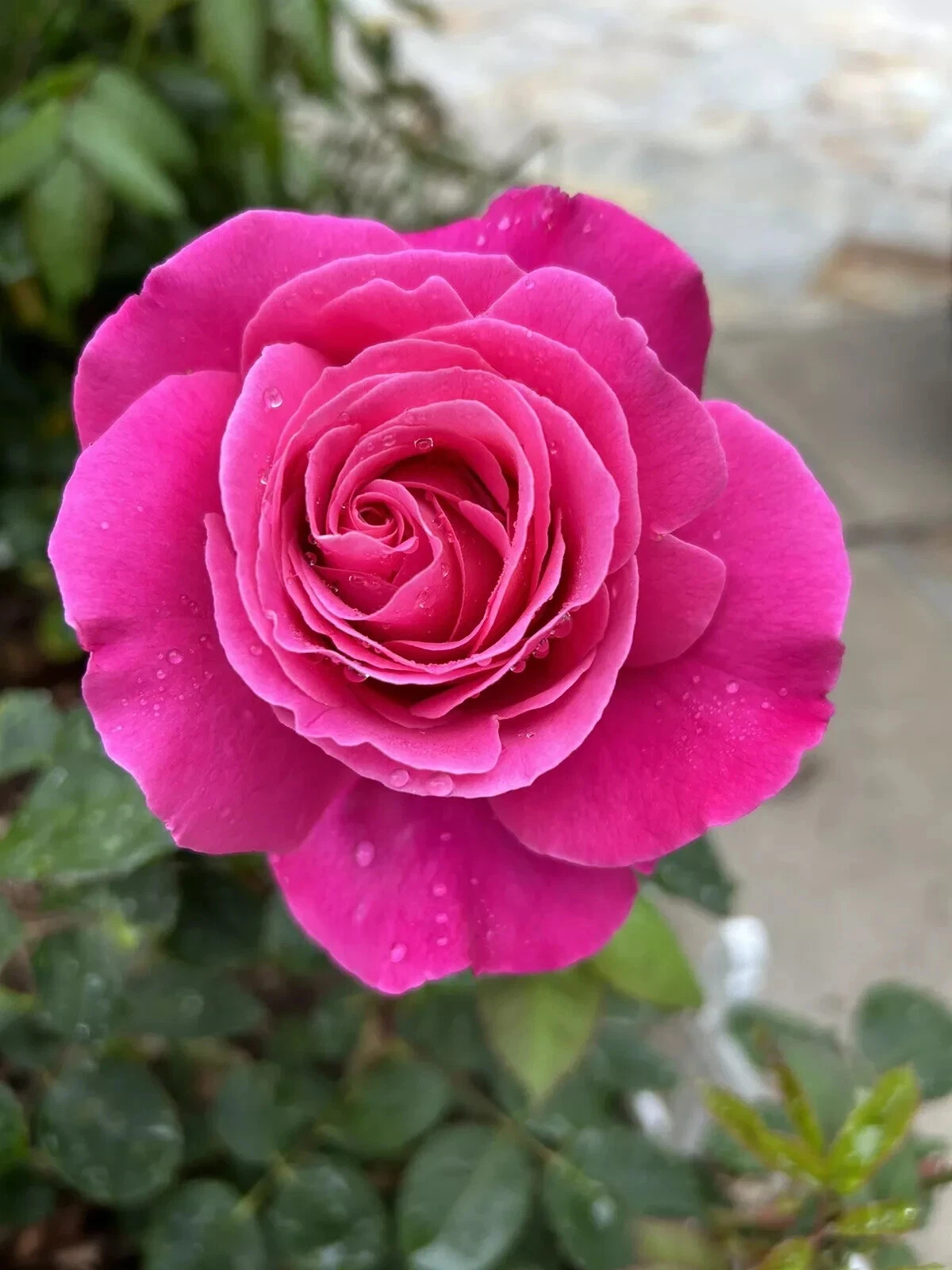 Dark Pink Fragrant Rose Cuttings - 5 Fresh Stems for Planting - Rosa spp. Large Bloom Garden Rose for Propagation