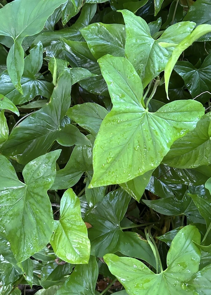 20 Live Rooted Arrowhead Vine Cuttings, Fast-Growing Indoor Houseplant, Syngonium Podophyllum, Green Foliage