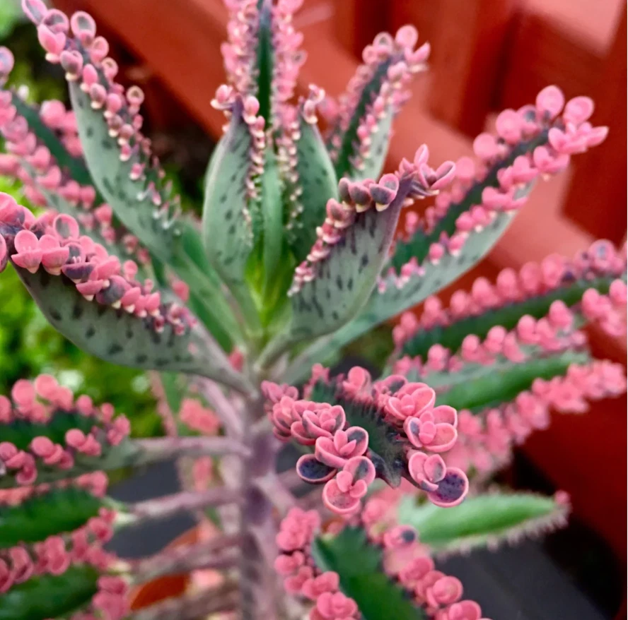 Kalanchoe ‘Pink Butterfly’ Succulent in 2" Pot | Colorful Easy-Care Houseplant | Kalanchoe × houghtonii | Unique Decor Plant