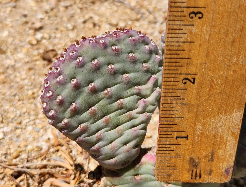 Unrooted Cactus Pad - Baby Beavertail Prickly Pear - Opuntia basilaris ‘Caudata’ - Perfect for Planting and Propagation