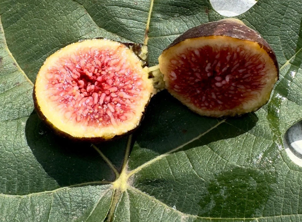 Brown Turkey Fig Cuttings - 8 Unrooted Ficus carica for Propagation - Fruit Tree Planting, Ideal for Garden and Containers