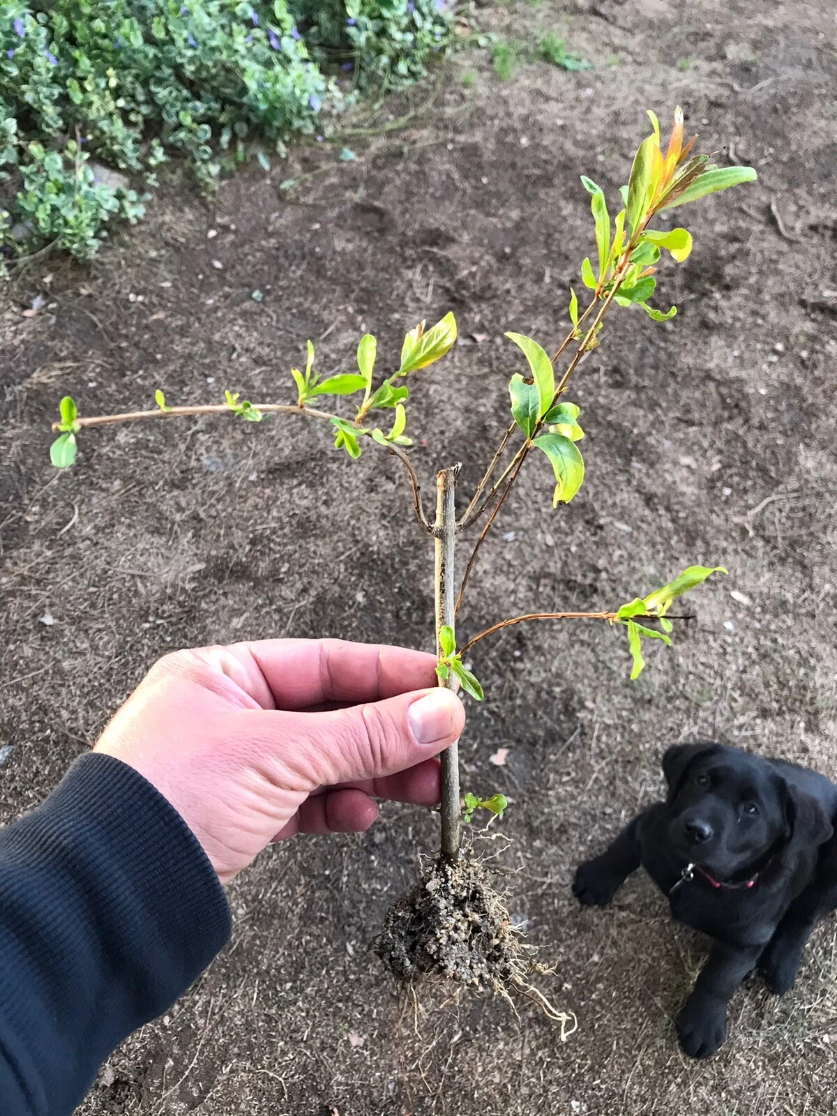 Rooted Pomegranate Cuttings Set of 3 - 'Wonderful' Variety, Punica Granatum, Perfect for Garden or Patio Planting