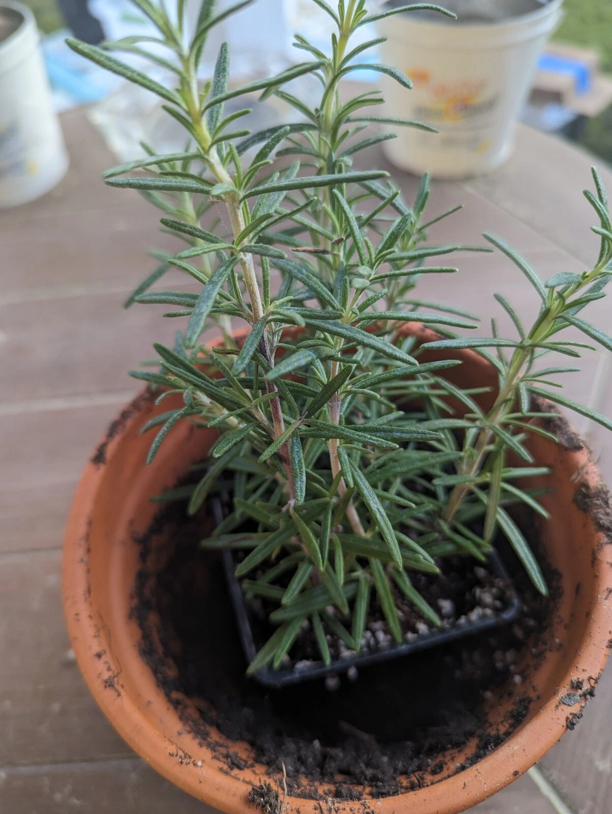 Rosemary Rooted Cuttings - Lot of 2 Live Salvia rosmarinus Bare Root Herb for Planting, Aromatic Green Leaves