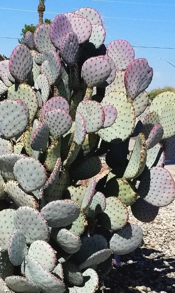 Set of 3 Santa Rita Purple Prickly Pear Cactus Pads, 5-6 Inch, Opuntia violacea, Ornamental Cactus for Gardens and Containers