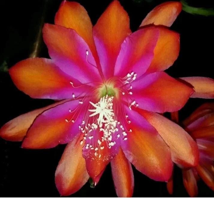 Epiphyllum Cutting - Unrooted Orchid Cactus 'Sparkling Burgundy' - Live Plant for Propagation and Planting - Hybrid Epiphytic Cactus