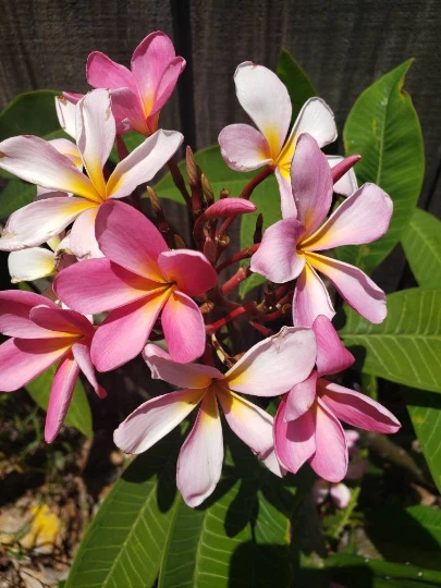 Plumeria Cutting 8–12 Inch Unrooted Frangipani Plant Starter - Tropical Flowering Plant (Plumeria spp.)