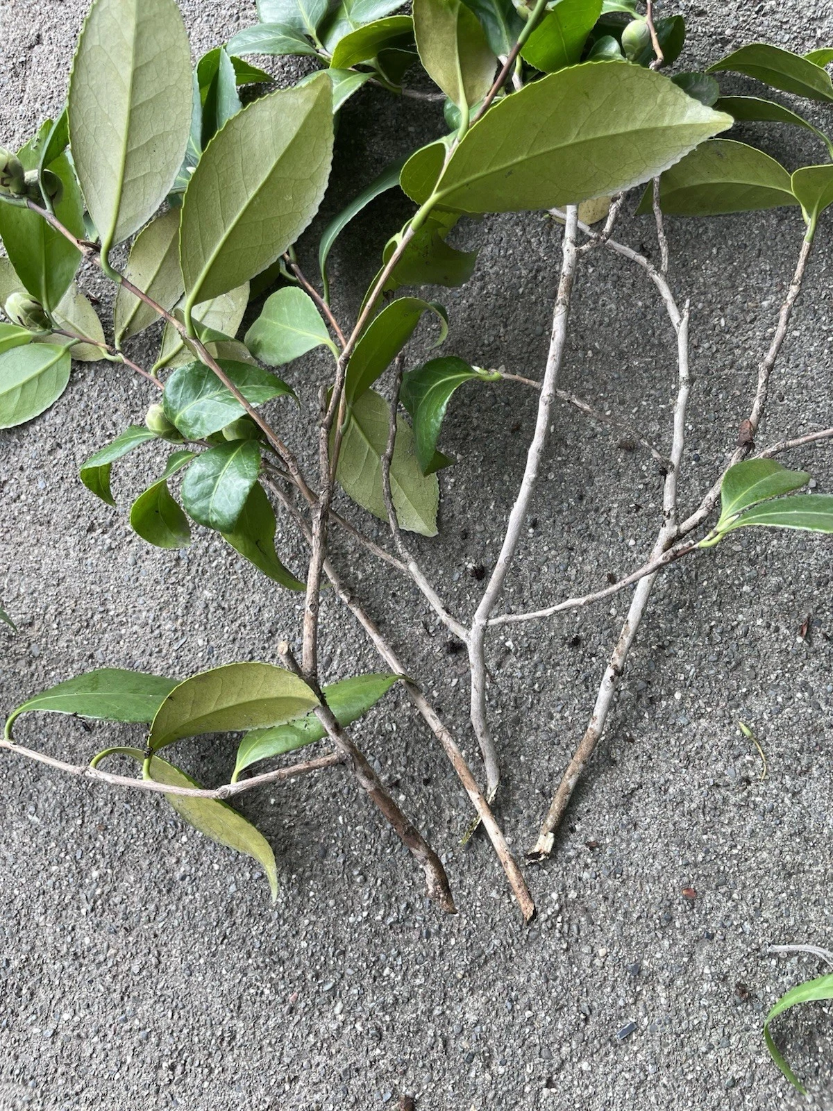 Camellia Cuttings - 4 Fresh Unrooted Pink & White Cuttings for Propagation - Camellia japonica, Japanese Evergreen Shrub