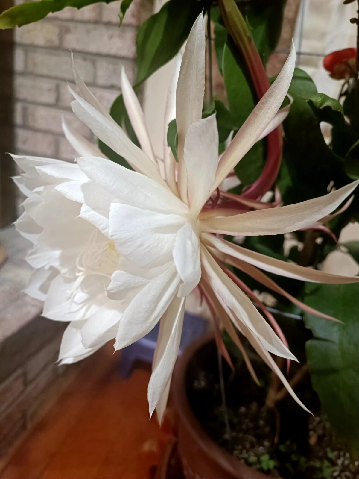 Queen of the Night Cuttings - 3 Epiphyllum oxypetalum 4-6" Unrooted Stems for Propagation - Orchid Cactus