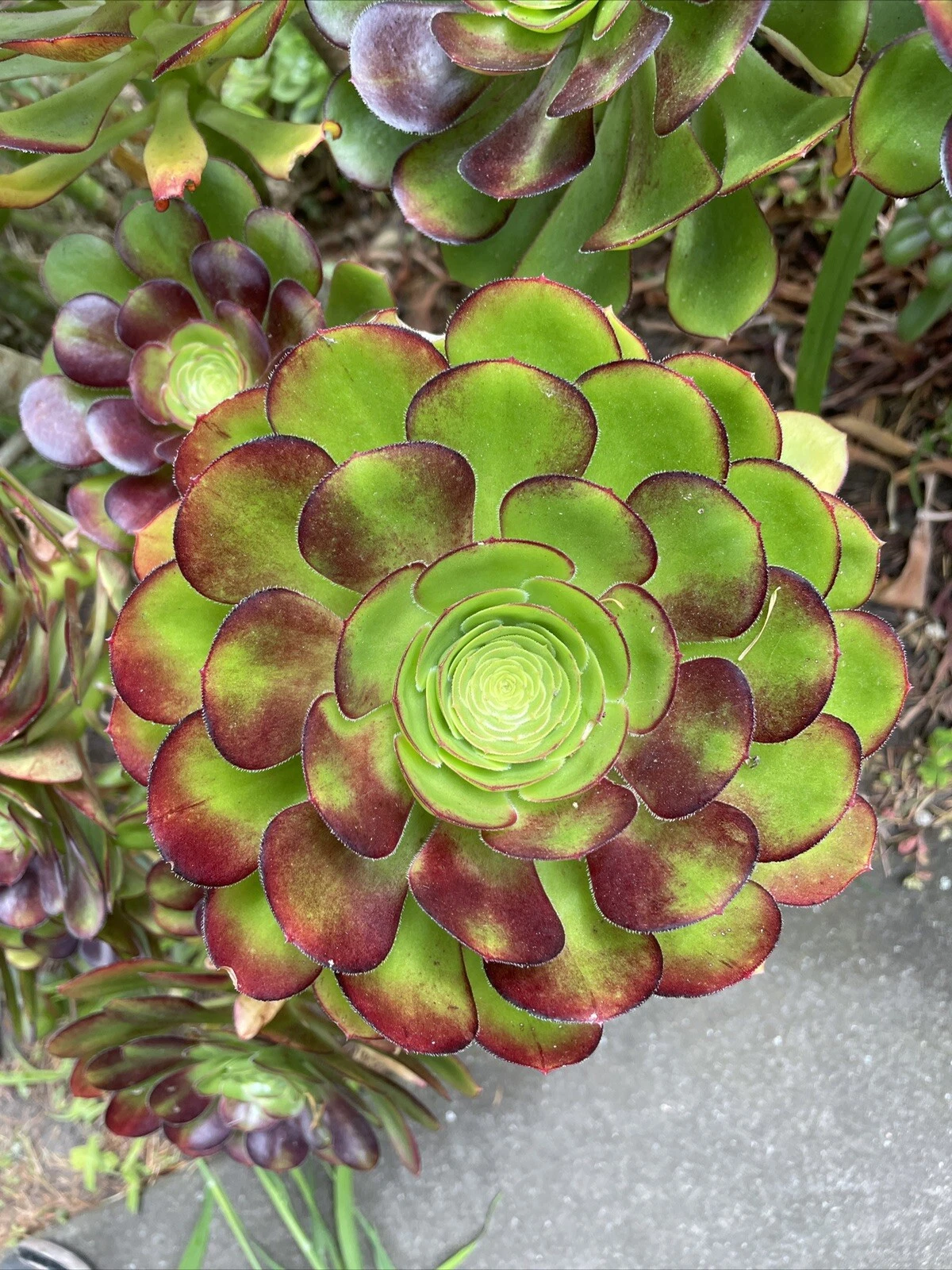 Big Rose Aeonium Cuttings - 4 Large 6–8 Inch Rosettes with Red Tips - Aeonium Species - Live Succulent for Gardens & Containers