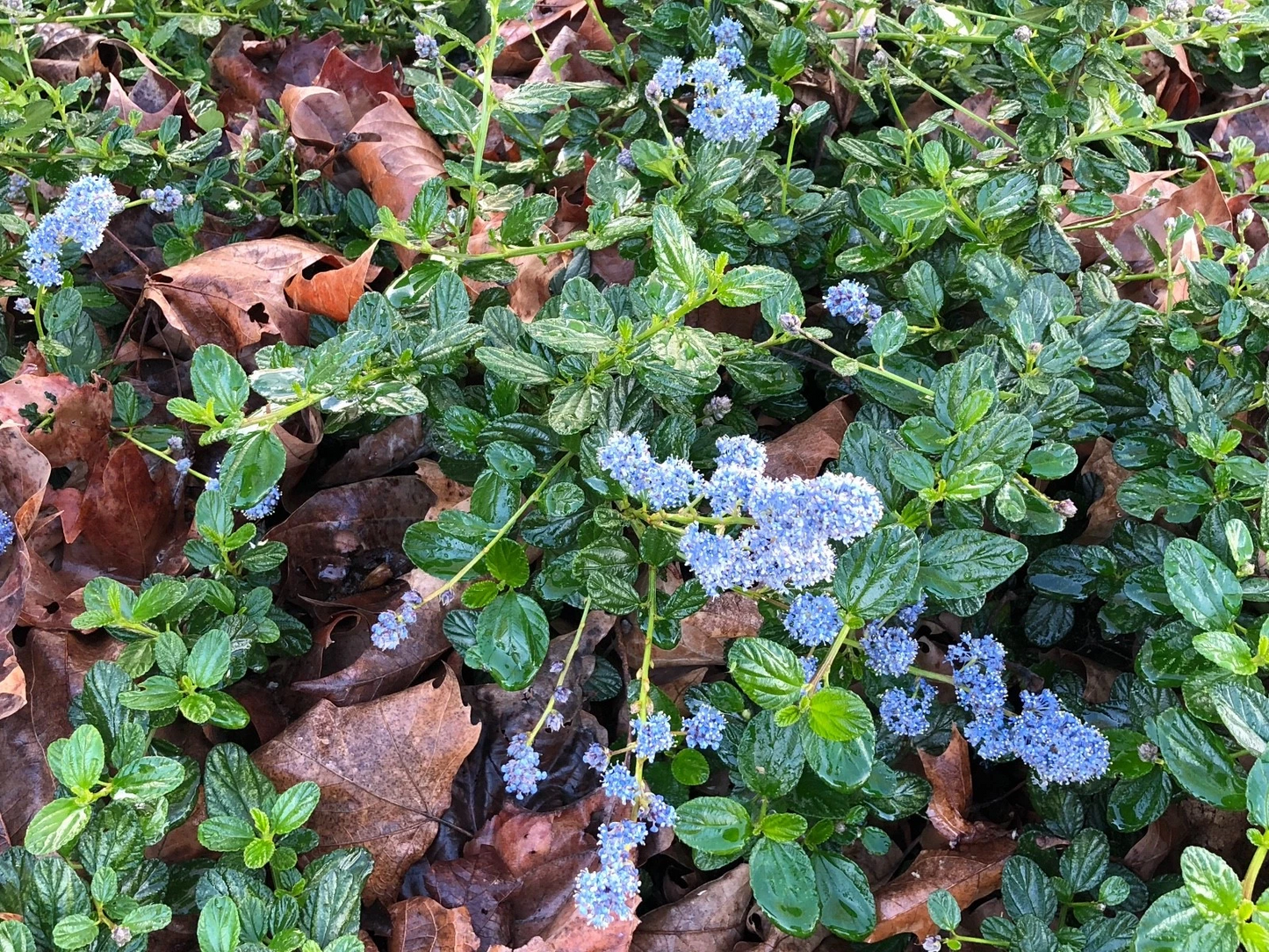 Live Ceanothus Horizontalis Cuttings - California Lilac - Organic Shrub Cuttings for Propagation - Drought Tolerant Plant