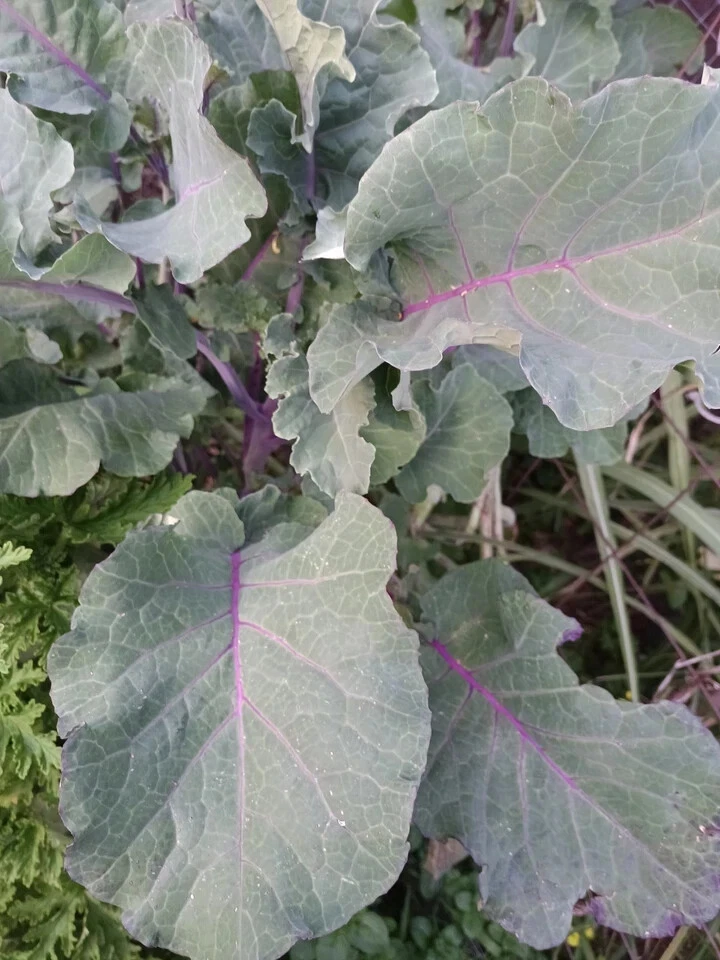 Perennial Purple Tree Collard Cutting – Unrooted Brassica Oleracea Kale for Planting – Live Cutting for Garden Propagation