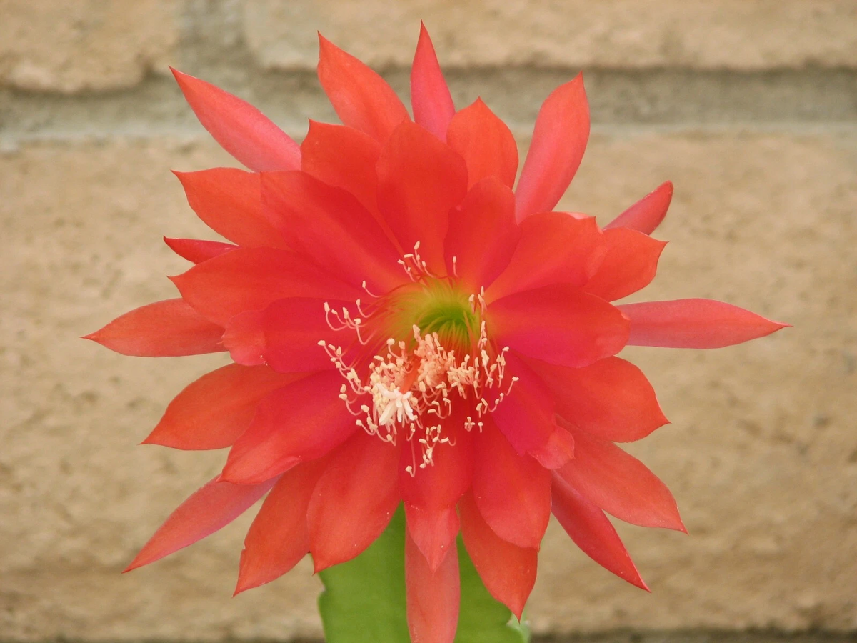Epiphyllum Orchid Cactus Cutting - Unrooted Orange Red Bloom Hybrid - Epiphyllum Hybrid for Indoor Growing