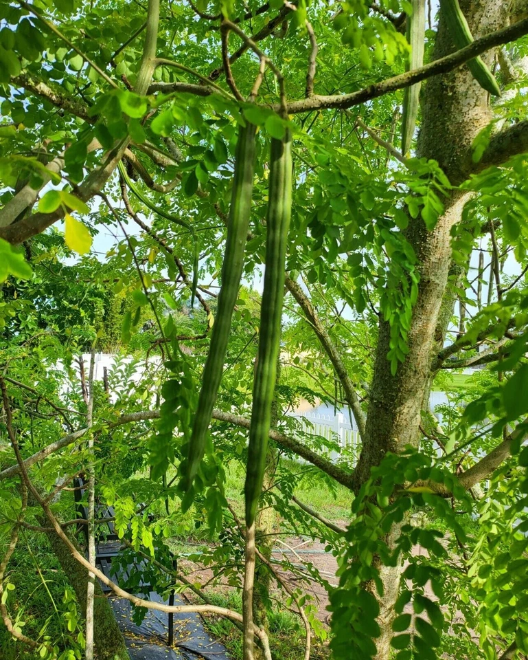 Moringa oleifera Cuttings – 5 Organic Fresh Stems for Planting – Tropical Drumstick Tree Starter from Florida
