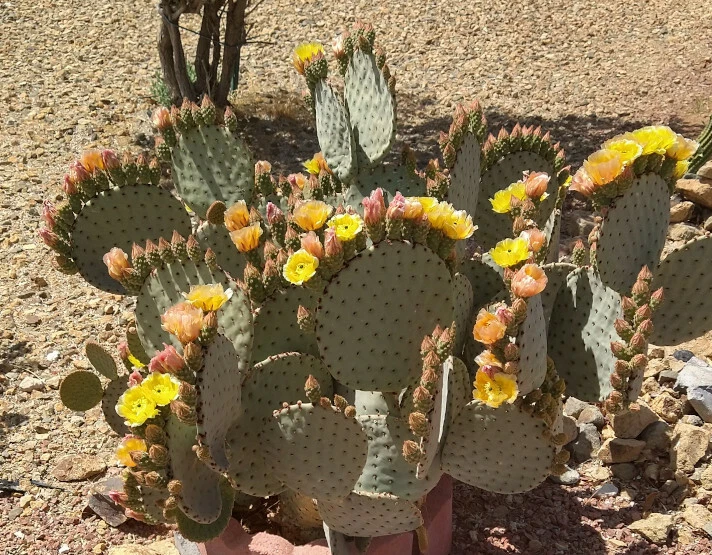 Opuntia rufida Clock Face Cactus Pad - 1 Live Cold Hardy Prickly Pear Segment - Easy Grow Succulent Plant