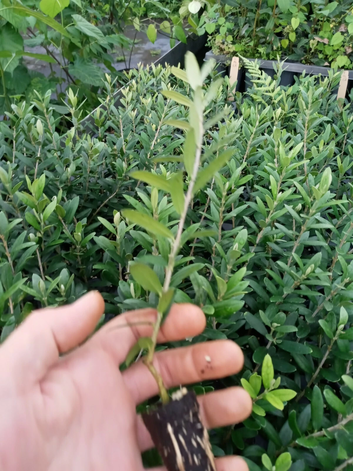 Arbequina Olive Tree Starter Plant - Compact Olea europaea - Edible Indoor/Outdoor Fruit Variety with Green Foliage