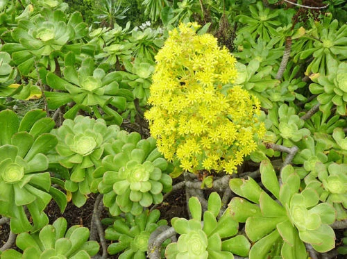 XXL Aeonium Arboreum Cuttings - Green Rose Succulent - 2 Large 6 in (15 cm) Diameter Cuttings - Ready to Root