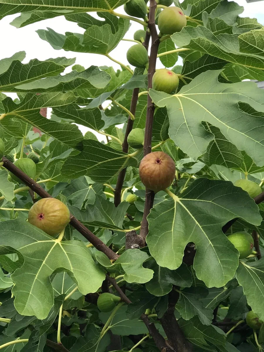 Celeste Fig Cuttings - 2 Fresh Unrooted Ficus carica ‘Celeste’ for Rooting & Home Orchard Propagation