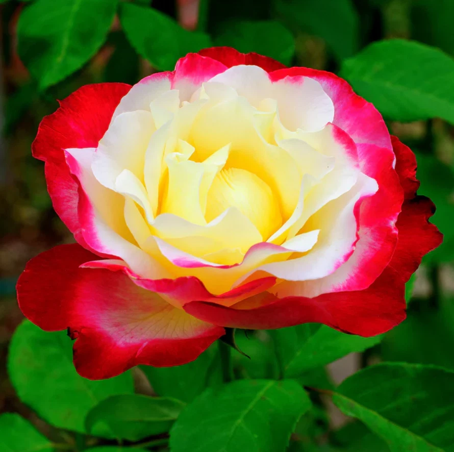 Double Delight Rose Live Plant - Bi-Color Fragrant Blooms - Rosa ‘Double Delight’ - 5-8 Inch Tall Bare Root Starter