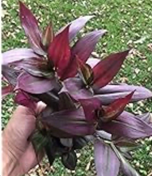 Wandering Jew Cuttings - 7 Unrooted Tradescantia 'Red Gem' - Red Purple Foliage Houseplant for Propagation, Indoor Gardening