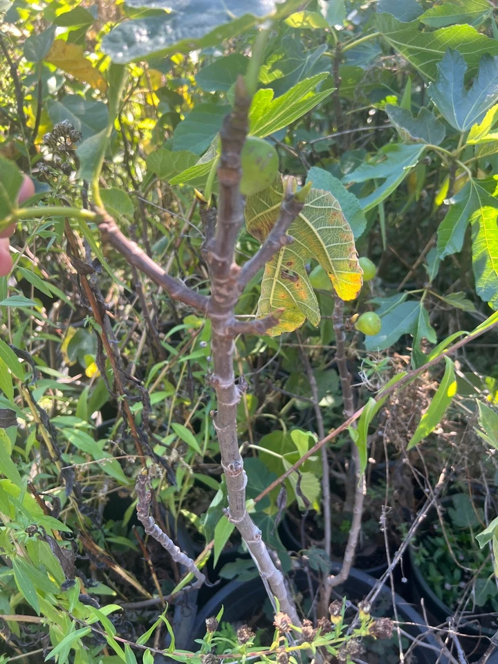 Bordissot Rossa Fig Tree Cuttings - 3 Unrooted Ficus carica Stems, Heirloom Variety for Planting and Propagation