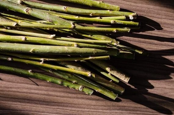 20 Unrooted Willow Cuttings - Globe Willow & Corkscrew Willow (Salix matsudana) - Fast Growing Shade Trees for Landscaping
