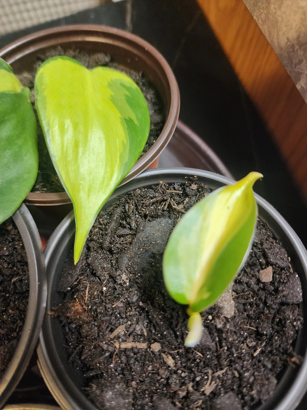 Rooted Philodendron Heartleaf Cutting in 3 Inch Pot - Easy Indoor Trailing Plant, Philodendron hederaceum, Green Foliage