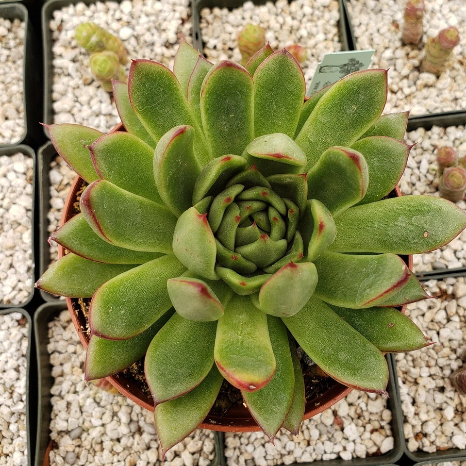 Echeveria Agavoides Succulent Plant 4" Pot | Compact Cactus-Like Rosette | Indoor/Outdoor Growing, Drought Tolerant