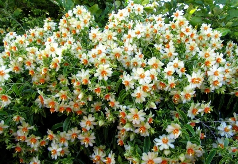 10 Pereskia aculeata Seeds – Barbados Gooseberry Rose Cactus, Rare Climbing Cactus for Unique Indoor or Outdoor Gardens