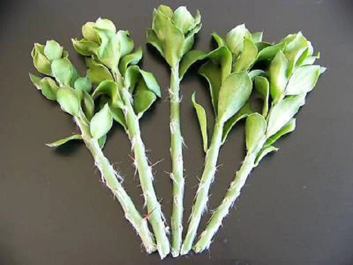 Pereskiopsis Spathulata Cuttings – 5 Live Grafting Stock Cactus Cuttings, 4 Inch Unrooted for Propagation