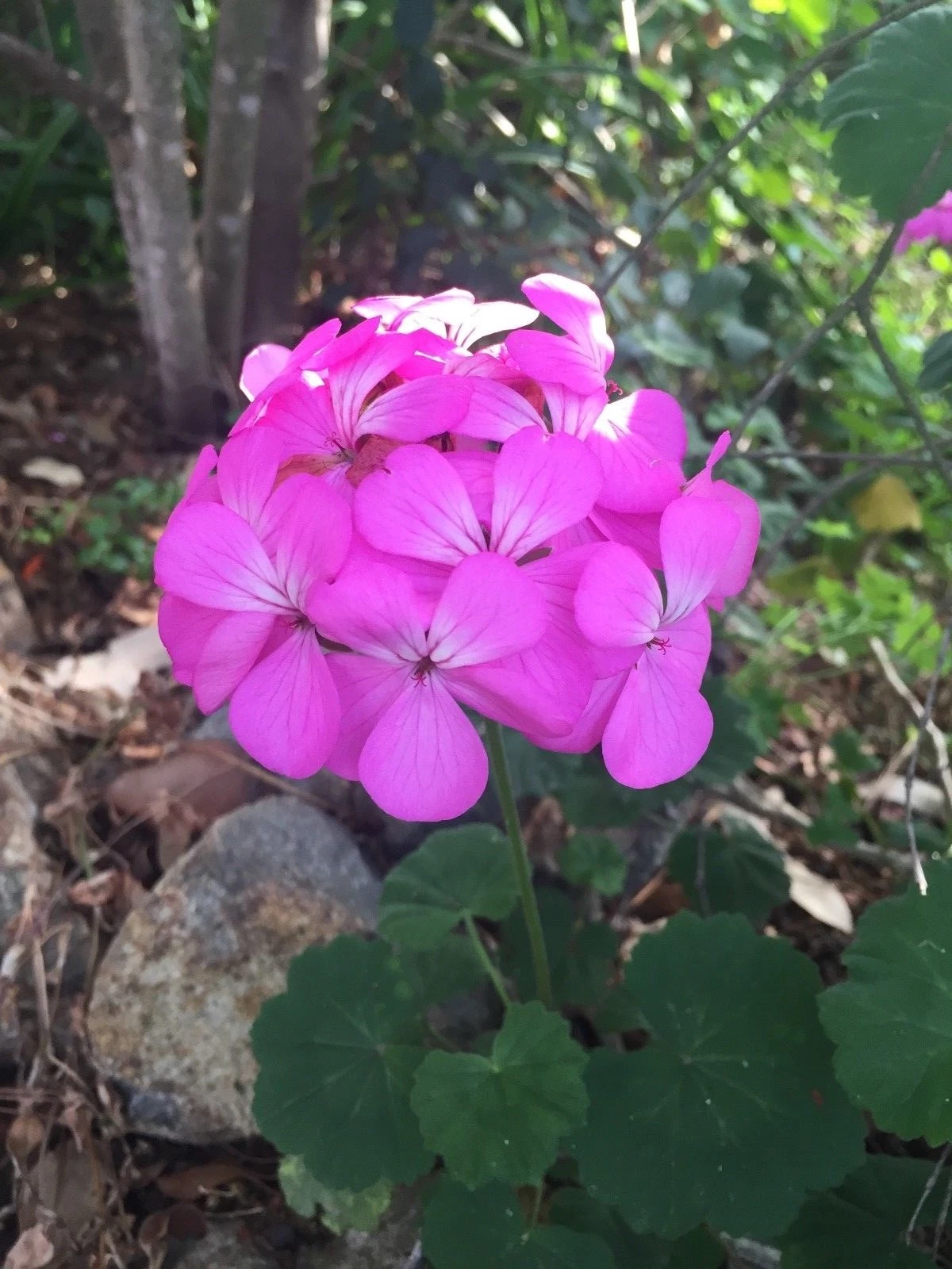 Purple Pink Zonal Geranium Cuttings - 12 Live Pelargonium × hortorum Starter Cuttings for Planting and Propagation