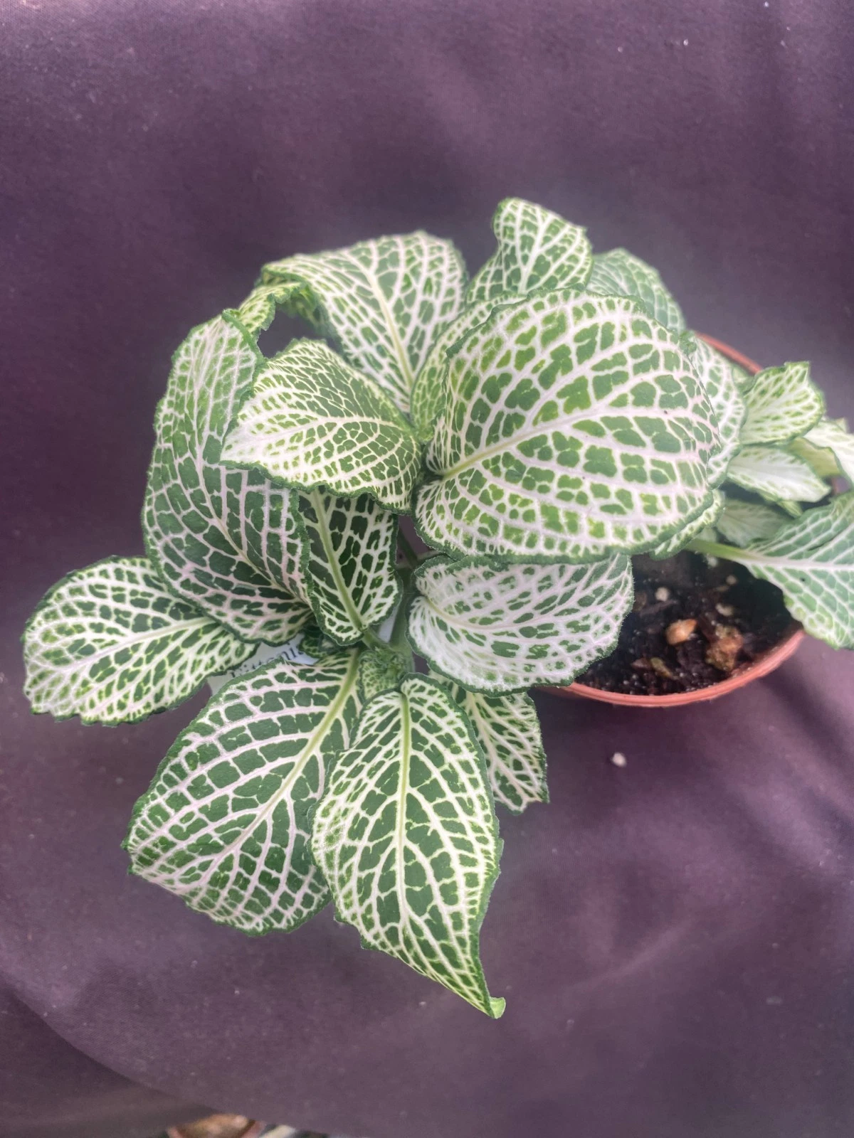 Fittonia Purple Snow Anne - 3 Inch Pot - Colorful Nerve Plant with Purple Veining - Fittonia Hybrid