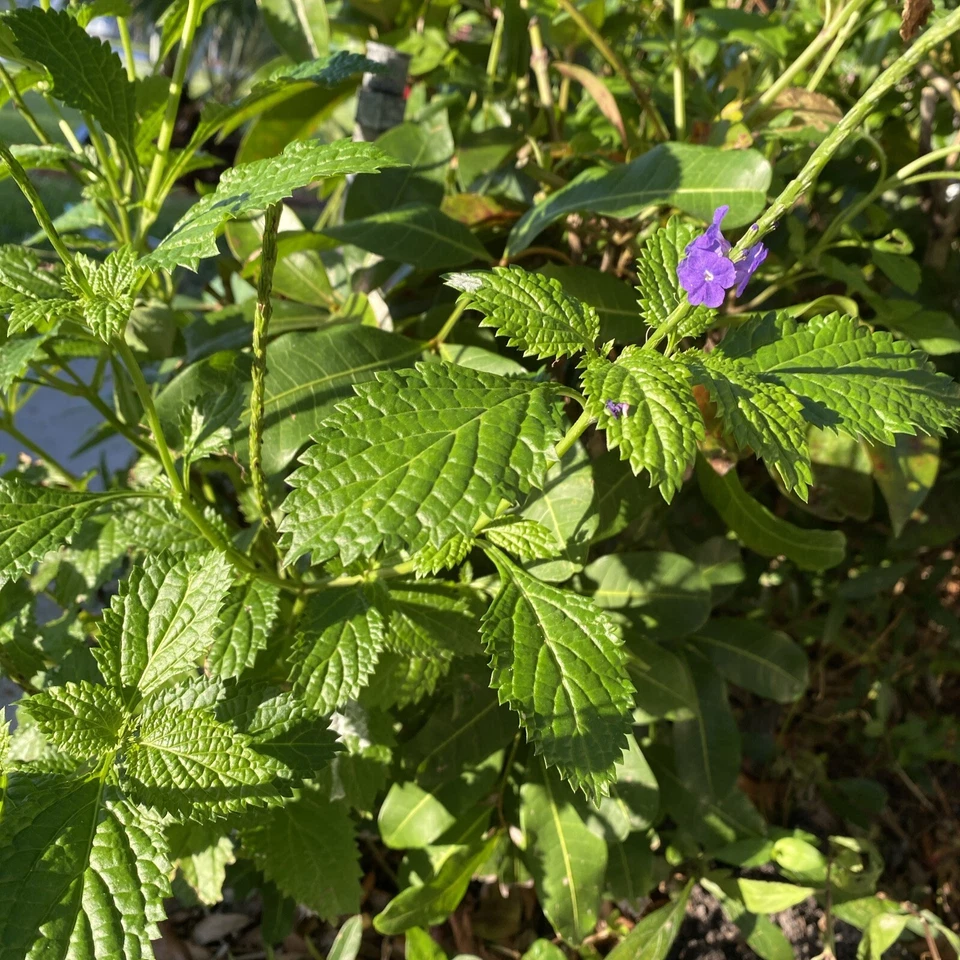 Porterweed Cuttings - 5 Fresh 5-7" Stachytarpheta Bee-Nectar Flowering Plant Cuttings for Pollinator Gardens