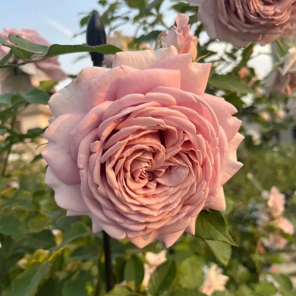 Miyabi Cha Rose Cuttings - 3 Unrooted Stems - Rare Rosa Variety for Rooting or Grafting - Elegant Blooms in Soft Tones