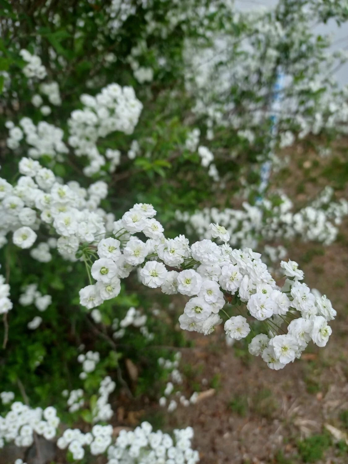Bridal Wreath Spirea Cuttings - 10 Unrooted Stems for Propagation, Live Spiraea Shrub Starter Wood, White Flowers