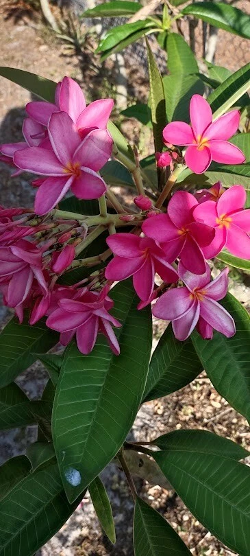 Pink Fuchsia Plumeria Cutting - Tropical Frangipani Plant for Propagation - Plumeria spp. Unrooted Live Cutting