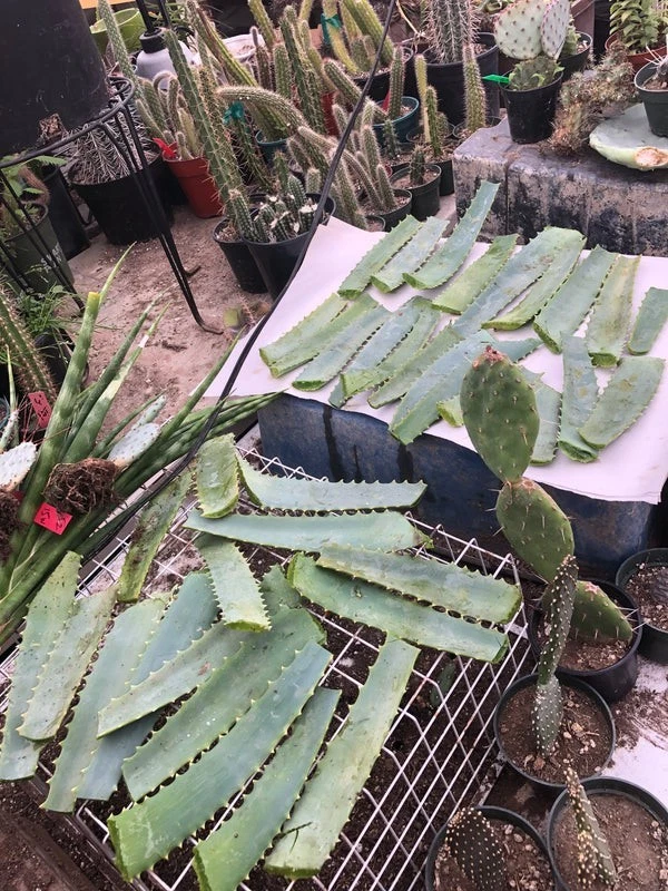 Fresh Aloe Arborescens Leaves 14 oz - Whole Green Leaves from Mature Plant - Raw Aloe for DIY & Natural Preparations