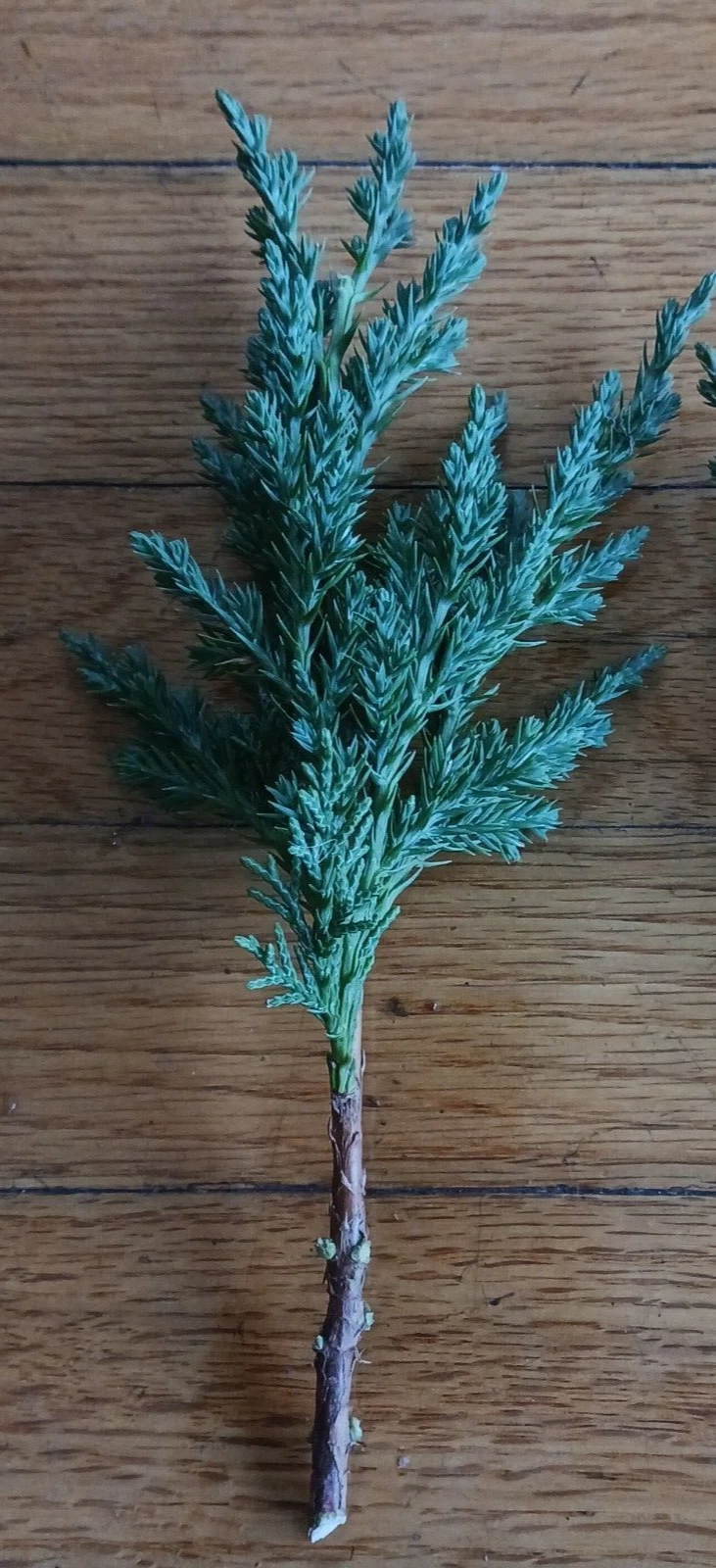 Green Mound Juniper Cuttings - 10 Pre-Bonsai Starter Branches 6-8 Inches - Juniperus sp. for Training and Shaping